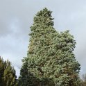 Cupressus arizonica silhouette